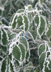 Groen en wit - Winter XL-3 - 207-3
